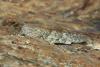 Sphingonotus rubescens rubescens